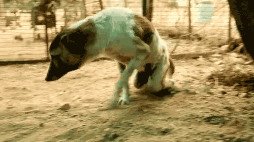 강아지 재활사의 위엄.gif | 인스티즈