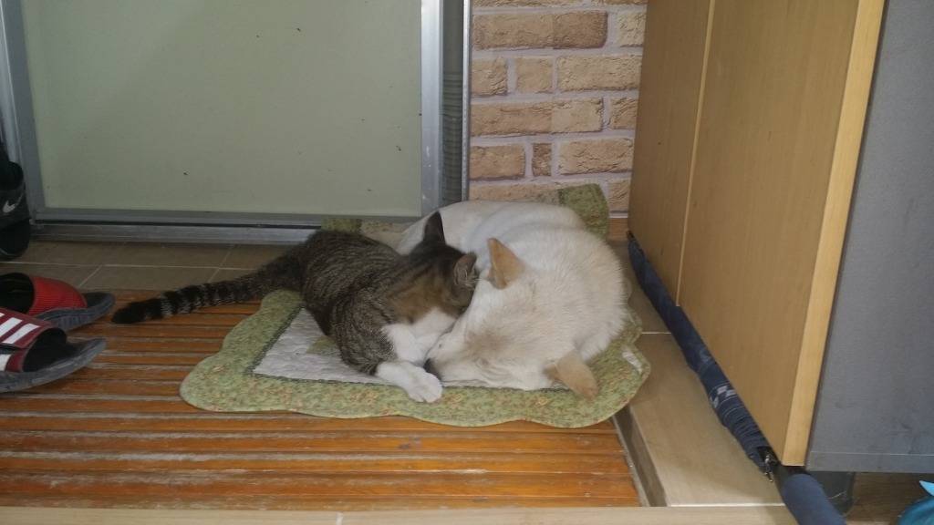 유난히 사이좋은 고양이와 개.jpg | 인스티즈