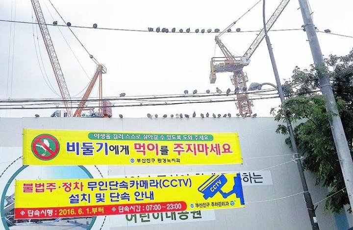 오늘자 부산에서 시위중인 비둘기들 | 인스티즈