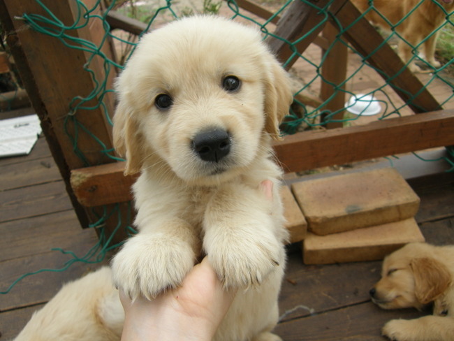 대형견들의 아기때 모습 | 인스티즈