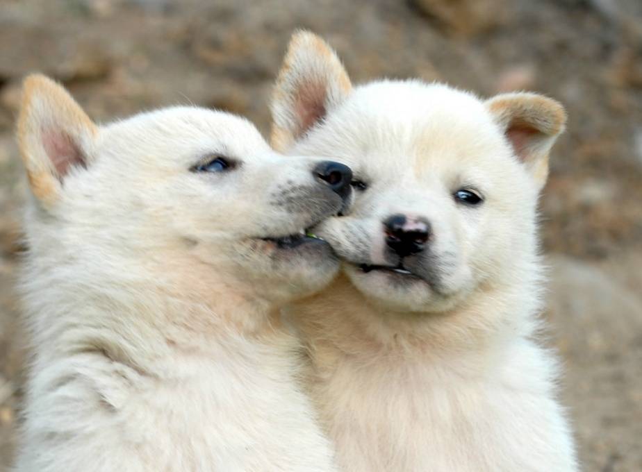 대형견들의 아기때 모습 | 인스티즈