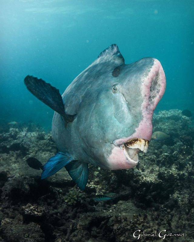 기괴하게 생긴 물고기 | 인스티즈