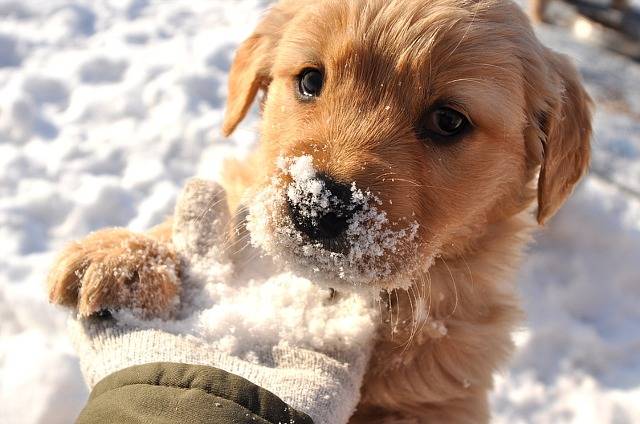 호불호 안갈리는 강아지 갑 | 인스티즈