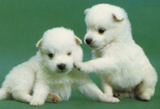 대형견들의 아기때 모습 | 인스티즈