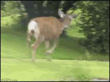 1년에 130명의 생명을 앗아가는 아주 위험한 동물 | 인스티즈