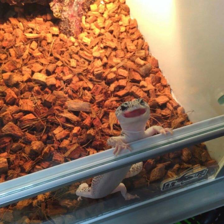 사람한테 끼부리는 도마뱀.jpg | 인스티즈