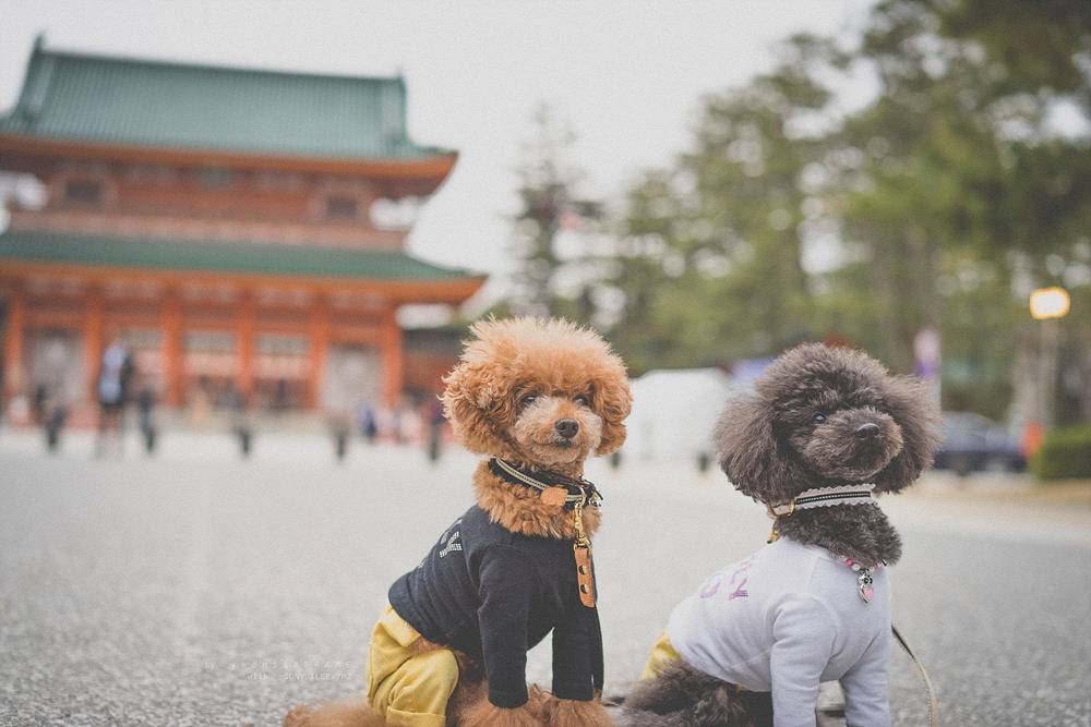 스냅사진 위주의 유치진지한 여행기 - 오사카&교토 (3) | 인스티즈