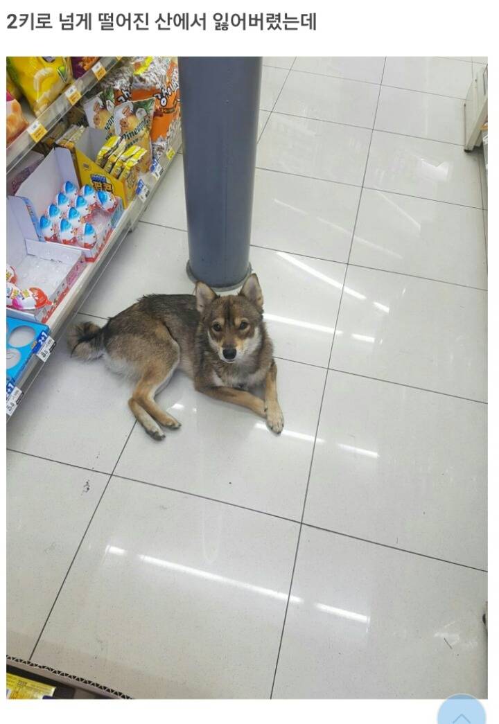 편의점에 찾아온 댕댕이 | 인스티즈