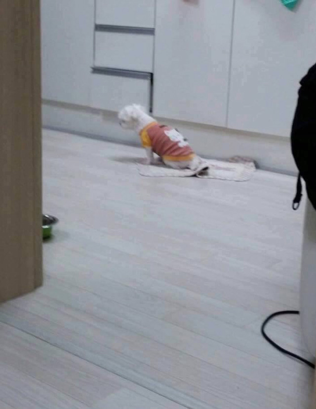 멍멍이때문에 일찍 집에간다하면 보내주라!!광광!! | 인스티즈