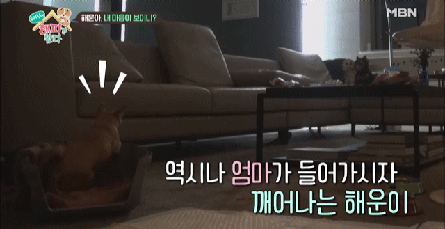 [우리집에해피가왔다] 졸린 척 하는 강아지 해운이.jpgif | 인스티즈