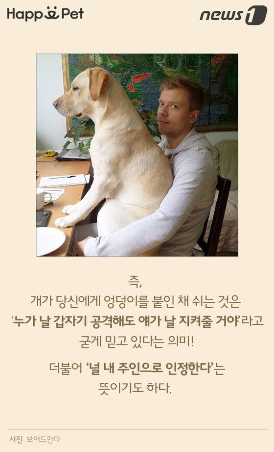 멍멍이가 펑퍼짐한 엉덩이를 들이민다고요? | 인스티즈