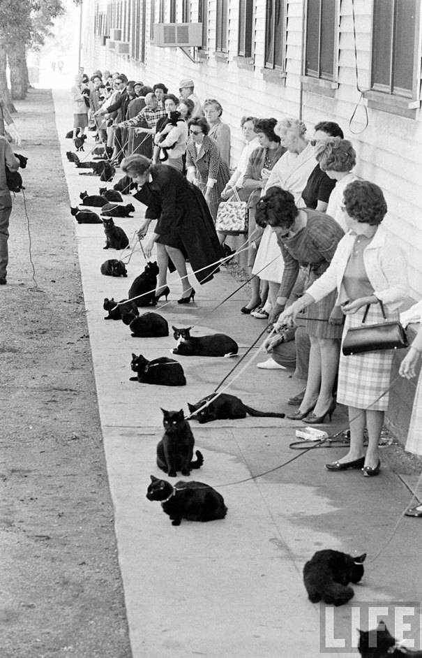 오디션을 기다리고 있는 수많은 검은 고양이들 (1961년 미국) | 인스티즈