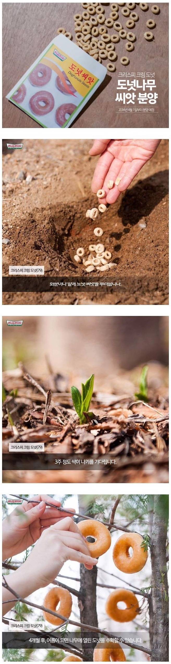 집에서 도넛 맛있게 먹는법 | 인스티즈