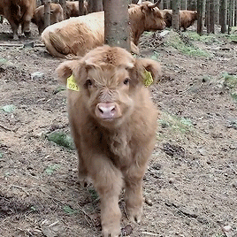 소고기 먹을꺼야?.gif | 인스티즈