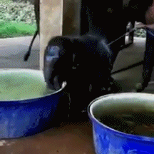 여름이 너무 더운 아기 코끼리 | 인스티즈