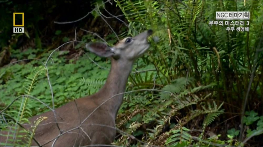 과학자들의 외계 생명체를 찾기위한 노력들.jpg | 인스티즈