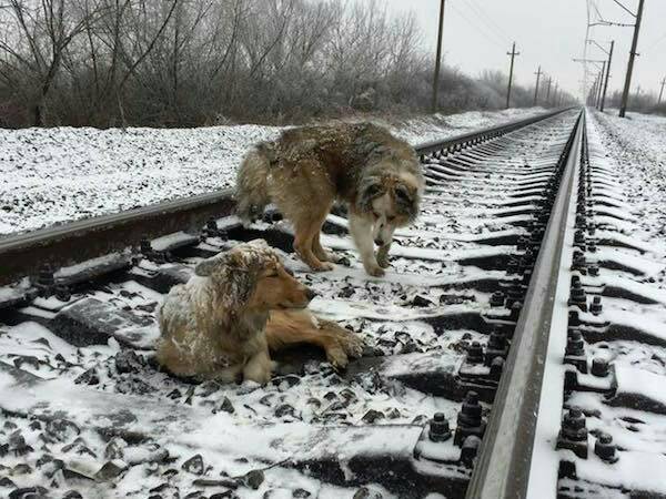 목숨을 걸고 와이프를 지키는 사랑 | 인스티즈