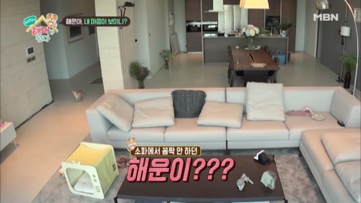 [우리집에해피가왔다] 졸린 척 하는 강아지 해운이.jpgif | 인스티즈