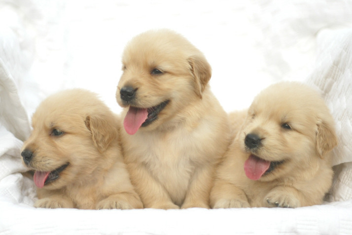 대형견들의 아기때 모습 | 인스티즈