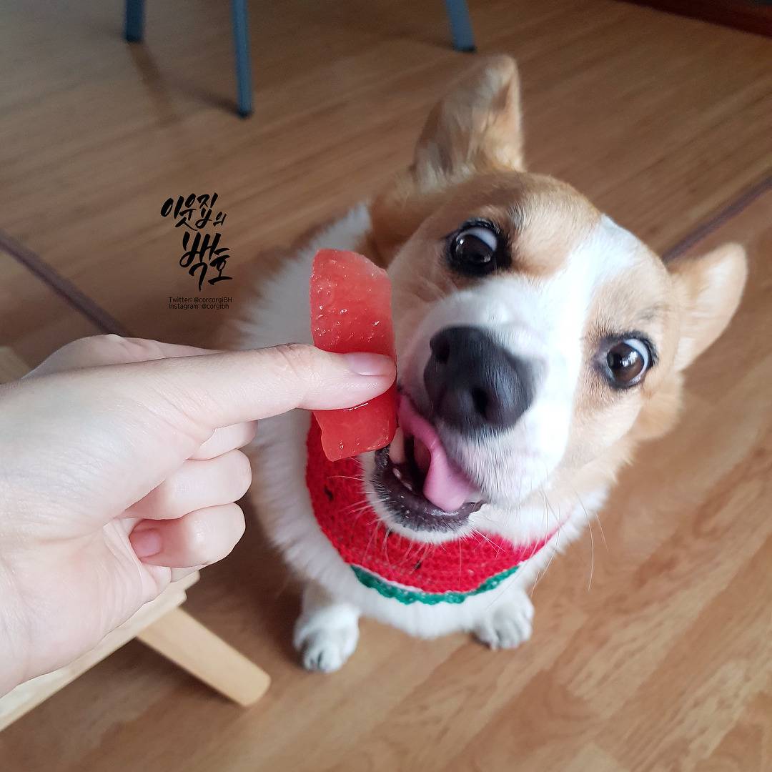 수박맛에 눈돌아간 웰시코기 백호.jpg | 인스티즈