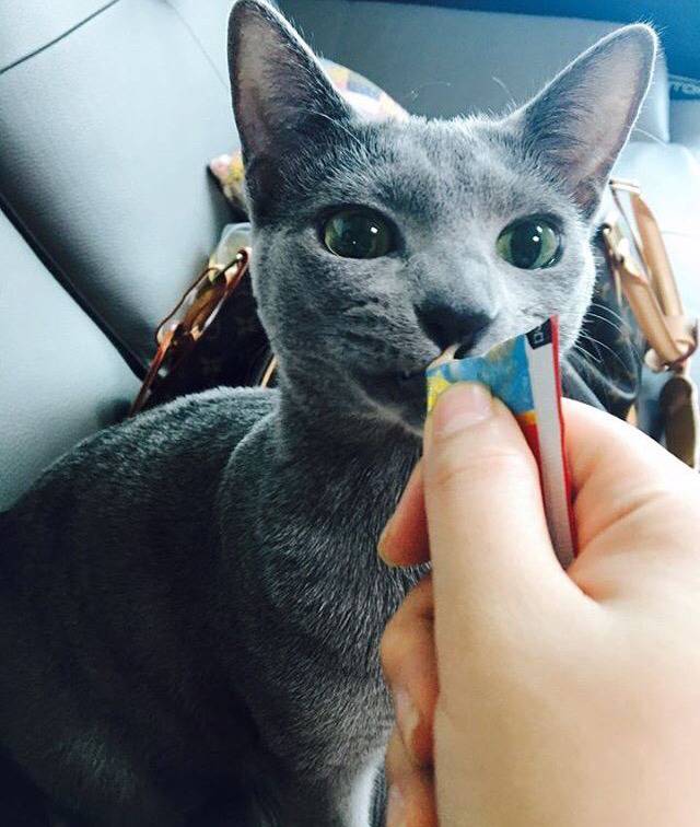 순딩이가 많고 러블리하게 생긴 고양이 러시안 블루.jpgif (줄여서도 러블인것) | 인스티즈