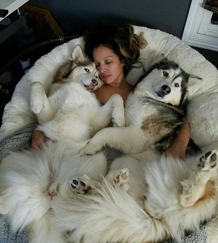 대형견의 매력❤️ (feat.성장과정) | 인스티즈