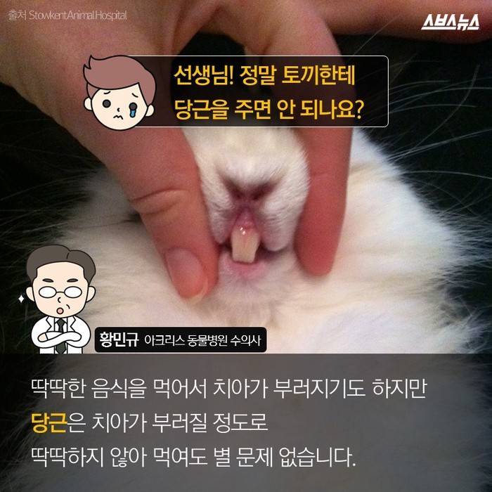  토끼가 당근을 못 먹는다고요? | 인스티즈