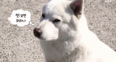 어제자 SBS 스페셜 최고의 장면.gif | 인스티즈