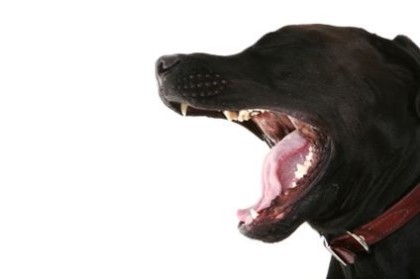 강아지 키우는사람이 밤늦게 몰래 나가거나 들어올때 무서운점 | 인스티즈