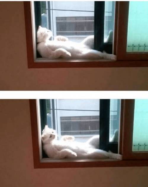 뭔가 있는 고양이 | 인스티즈