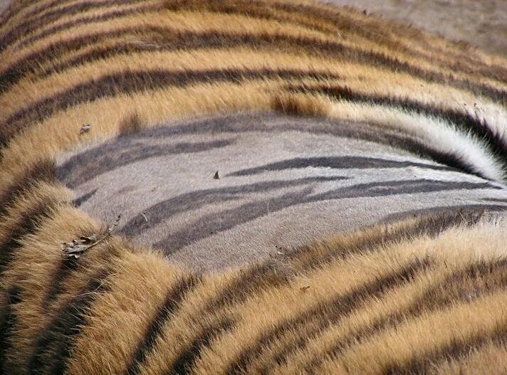 [호랑이] 털을 깎은 호랑이의 맨살은 과연 줄무늬일까 | 인스티즈