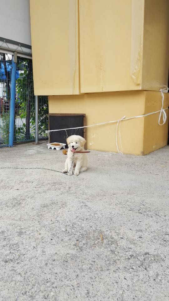공장에 키우려 데려가는 멍멍이.jpg | 인스티즈
