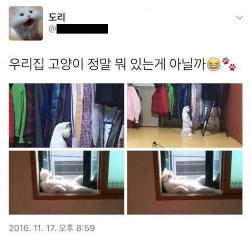 뭔가 있는 고양이 | 인스티즈