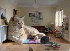 집사의 로망 : 거대묘 | 인스티즈