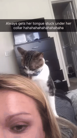 목걸이에 혀가 걸린 고양이 | 인스티즈