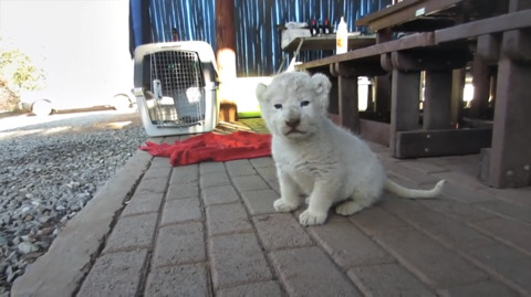 흰사자 아기 시절.jpg | 인스티즈