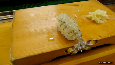 살아있는 초밥.gif | 인스티즈