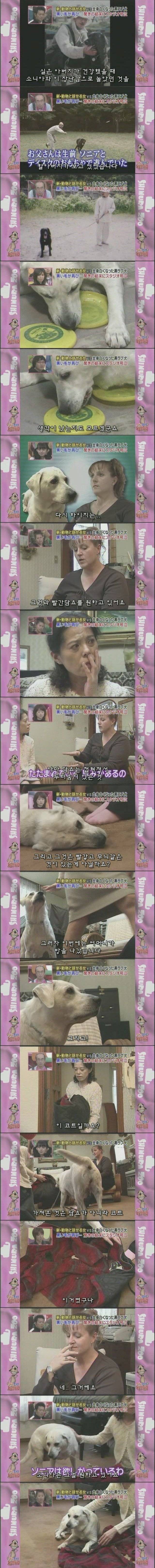 흰색으로 변해버린 강아지 소니아.jpg | 인스티즈