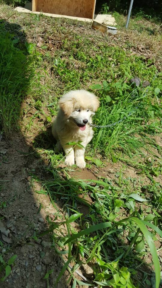 공장에 키우려 데려가는 멍멍이.jpg | 인스티즈