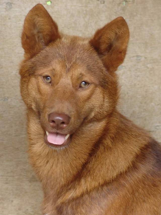 우리나라사람들이 잘모르는 우리나라 토종개 | 인스티즈