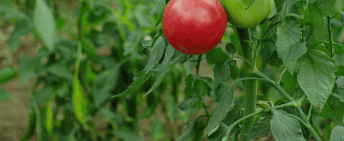 리틀 포레스트 김태리 먹방.gif | 인스티즈