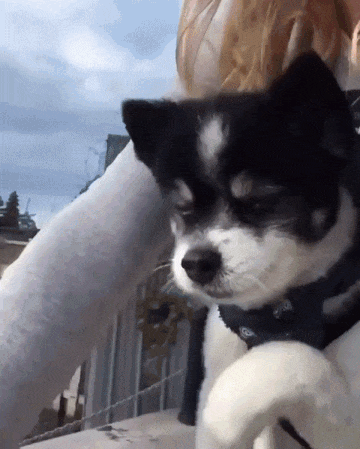 함께 타고 싶었던 댕댕이 | 인스티즈