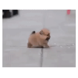 사람을 공격하는 흉악한 개 | 인스티즈