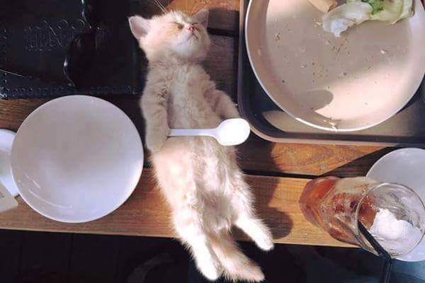 밥먹다 잠든 고양이.jpg | 인스티즈