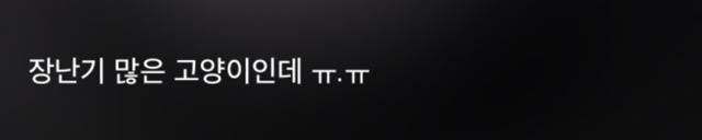 고양이 키우는 사람들이 들으면 상처받는 말들 | 인스티즈