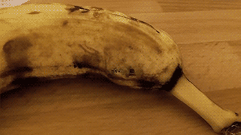 이거 보면 앞으로 바나나 못먹음 (혐오주의) | 인스티즈