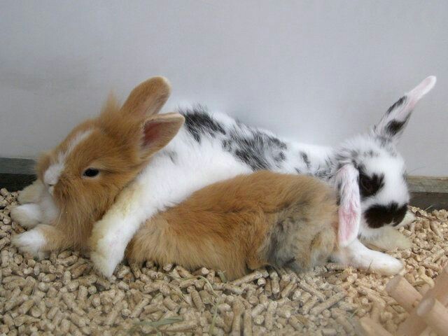 예쁜 토끼장과 토끼용품들 | 인스티즈