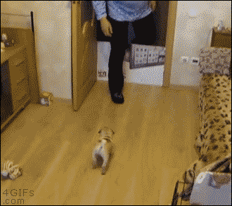 도그소울 | 인스티즈