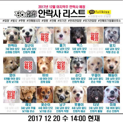 경남 창원12월 마지막주 안락사명단-7년동안 보호소에 머물던 아이 도와주세요 | 인스티즈