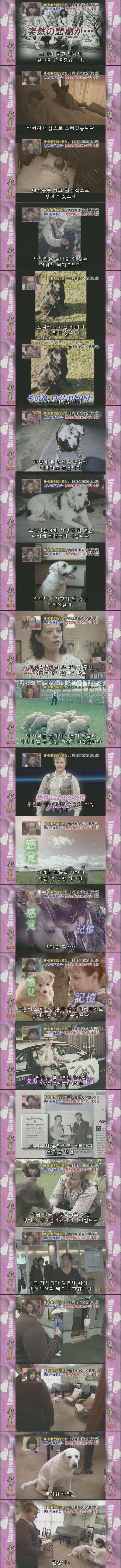 흰색으로 변해버린 강아지 소니아.jpg | 인스티즈